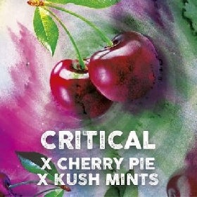 Critical Cherry > Tramuntana Seeds